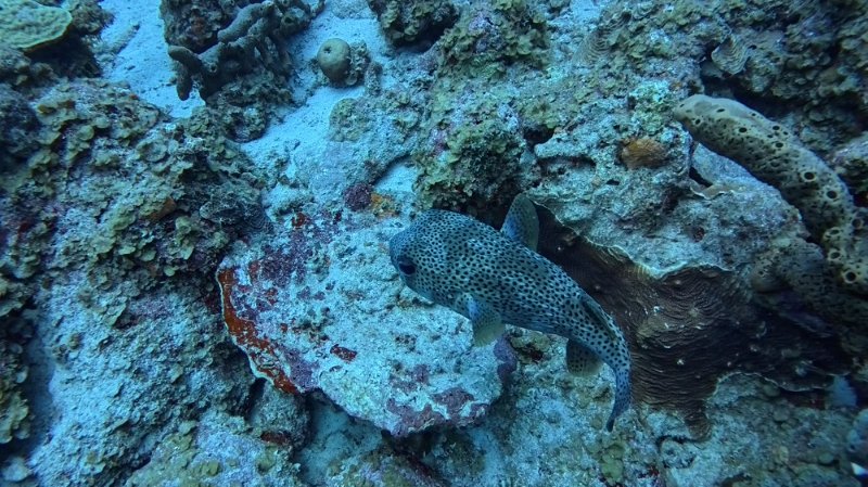 Double Reef_20250730_02.jpg