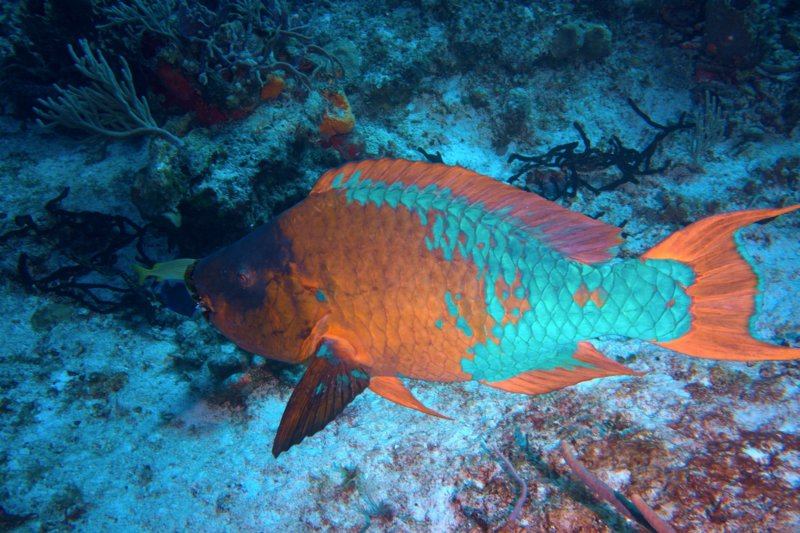 DSCI8131.Vivid_shr.jpg