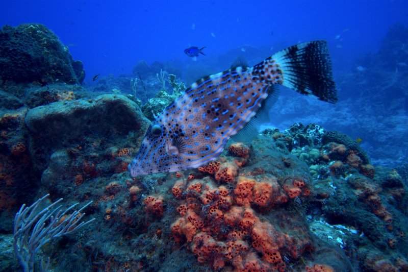 DSCI8152.Vivid_shr.jpg