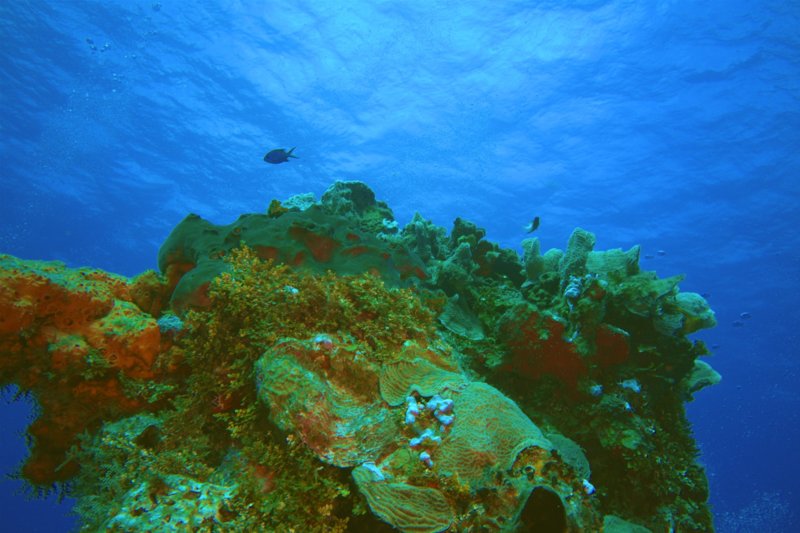 Day 4 Diving | ScubaBoard