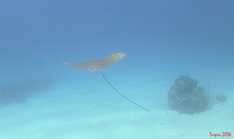 Eagle Ray at Wild Hammer 2.png