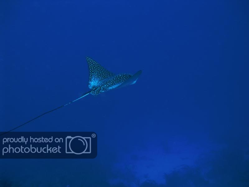 EagleRayBonaire.jpg EagleRayBonaire.jpg