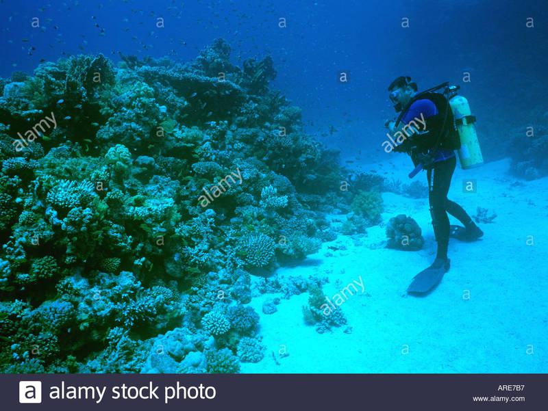 egypt-africa-standing-diver-and-coral-ARE7B7.jpg