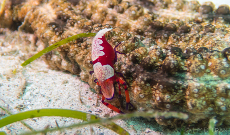 emperor-shrimp-5151399.jpg