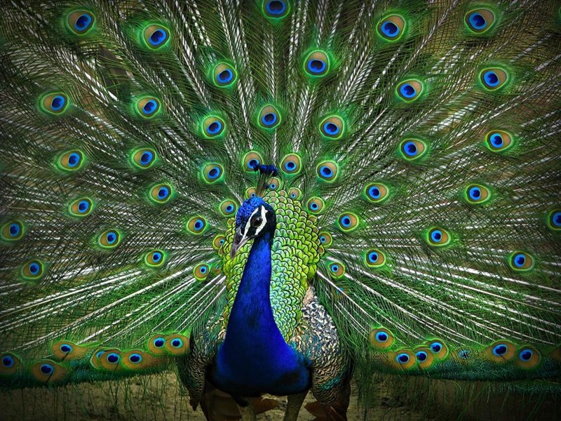 exotic-peacock.jpg