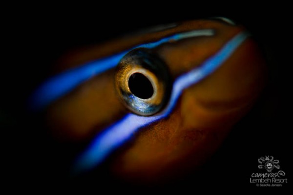 Fangblenny_-10-600x400.jpg Fangblenny_-10-600x400.jpg