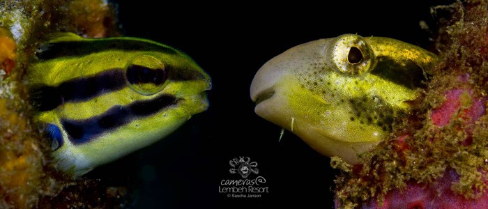 Fangblenny_-4-700x300.jpg Fangblenny_-4-700x300.jpg