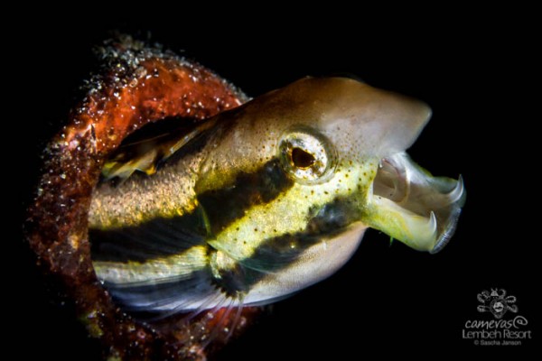 Fangblenny_-6-600x400.jpg Fangblenny_-6-600x400.jpg