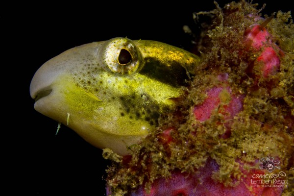 Fangblenny_1-600x400.jpg Fangblenny_1-600x400.jpg