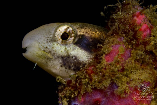 Fangblenny_2-600x400.jpg Fangblenny_2-600x400.jpg