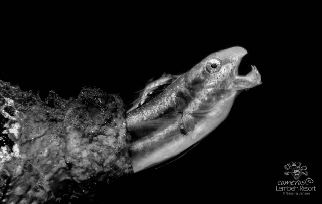 Fangblenny_Sascha_Janson_LembehResort_yawn_2-631x400.jpg Fangblenny_Sascha_Janson_LembehResort_yawn_2-631x400.jpg