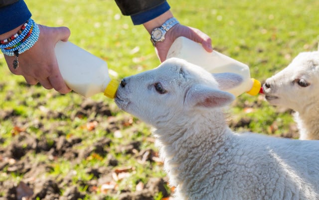 feeding-bottle-lambs.jpg