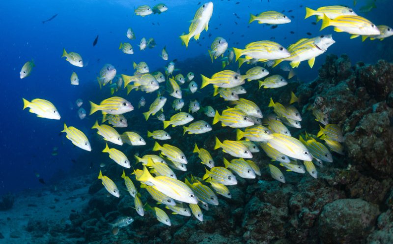 Fiji Snorkelling4 2.jpg