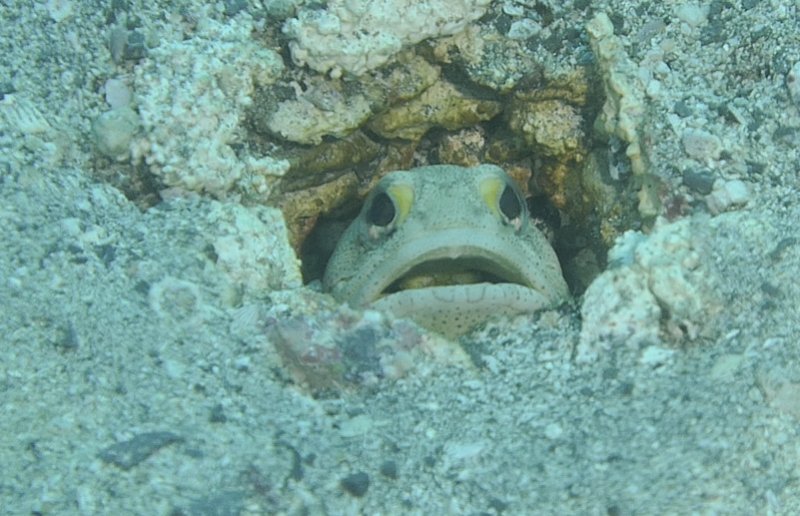 Finespotted Jawfish.jpg