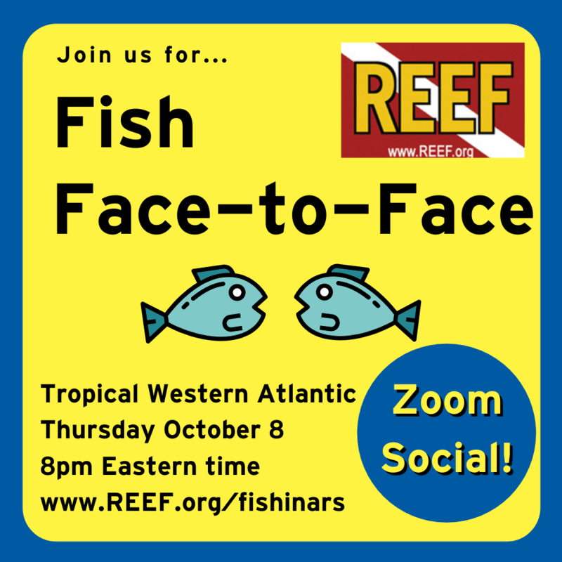 Fish Face-to-FaceOctTWA.png