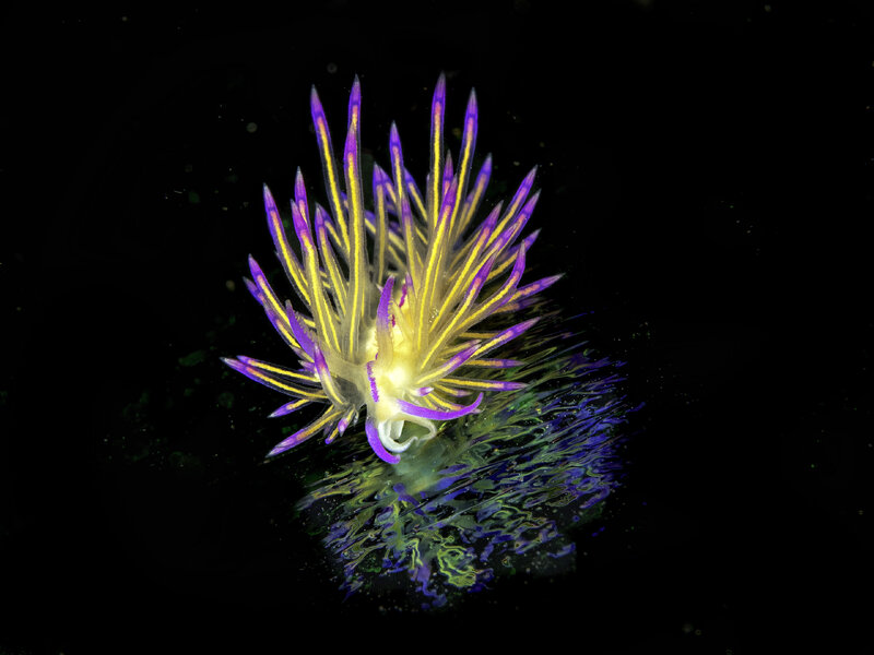 flabellina 1.jpg