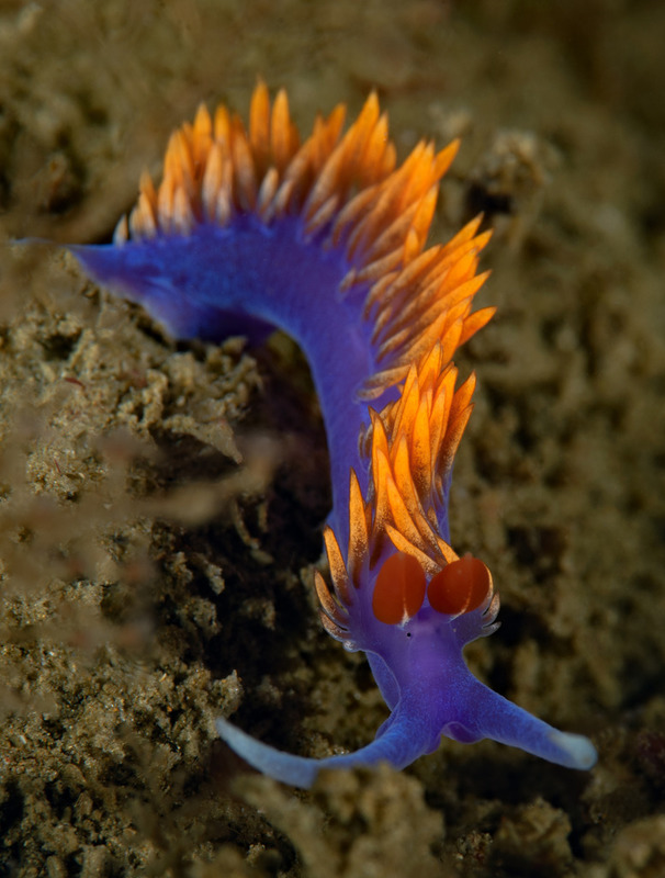 Flabellina%20iodinia_zpsmv5vl138.jpg Flabellina%20iodinia_zpsmv5vl138.jpg