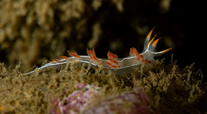 Flabellina%20trilineata_zpsocra4rwv.jpg Flabellina%20trilineata_zpsocra4rwv.jpg