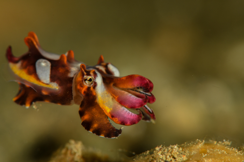 Flamboyant Cuttlefish-Ambon-2018-4470.jpg Flamboyant Cuttlefish-Ambon-2018-4470.jpg