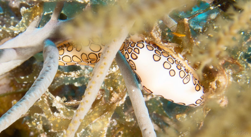 Flamingo tongue 001 Coz Oct 2018c.jpg