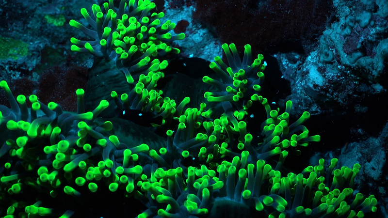 fluorescent-anemone-at-night-bioluminescence-in-underwater-world_sl1jwuty_thumbnail-full01.png