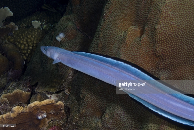 freeswimming-manytooth-conger-eel-out-on-the-reef-at-night-conger-picture-id146141822.jpg