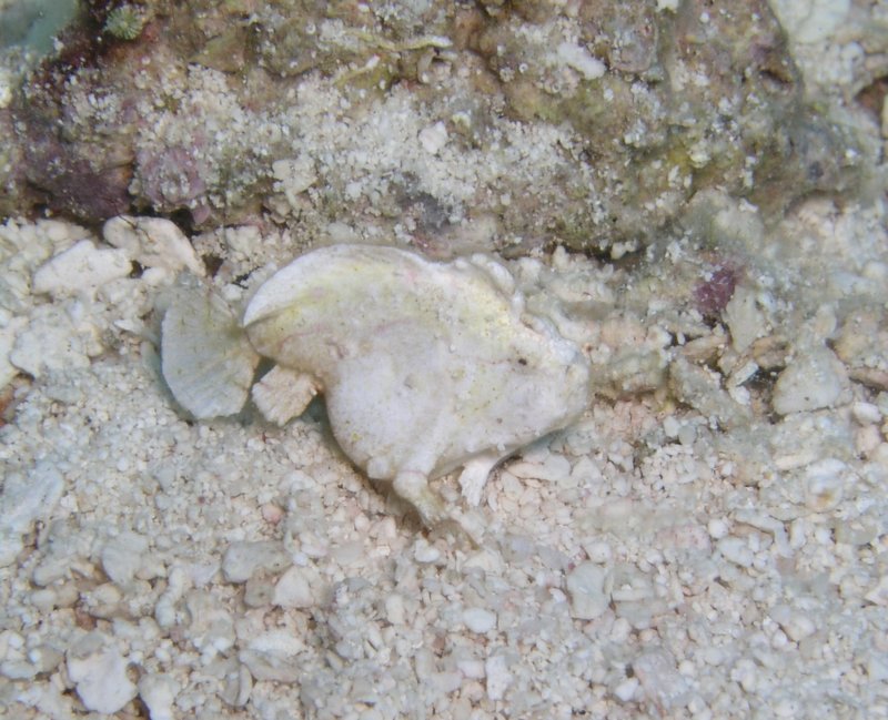 Frog Fish 3.jpg