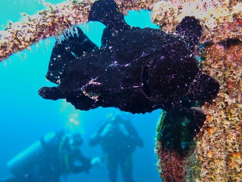 FROG FISH BLACK.jpg