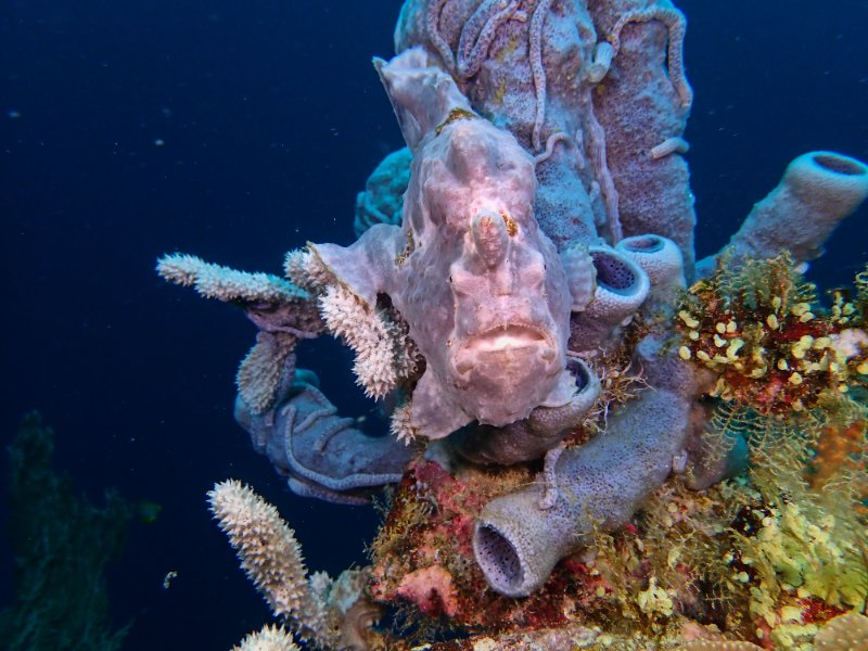 FROG FISH FACE.jpg