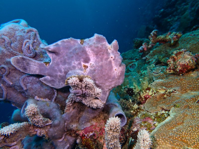 FROG FISH PROFILE.jpg