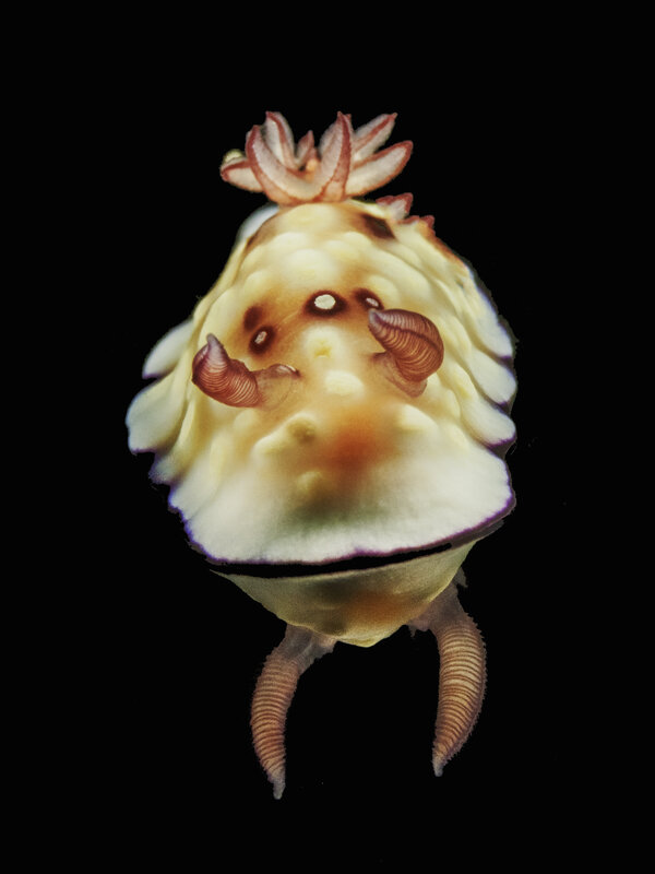 g hinto.jpg