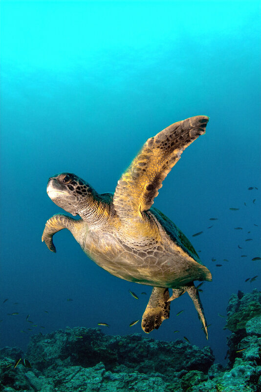 Galapagos green sea turtle,Chelonia mydas.jpg