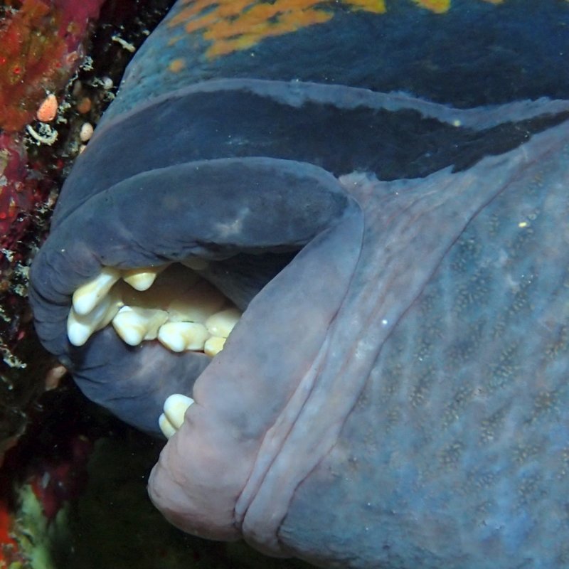 getoutahere-parrotfish.jpg