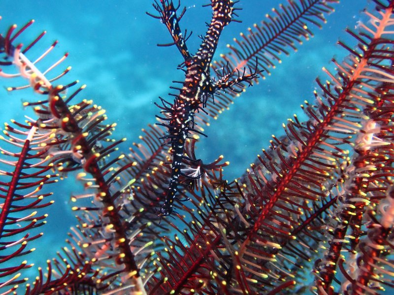 GHOST PIPE FISH.jpg