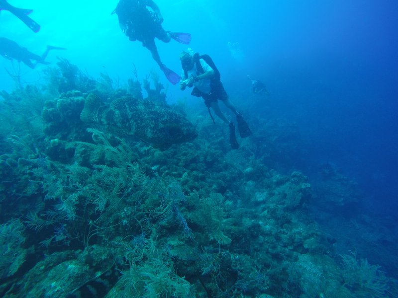 Giant Grouper 01.JPG