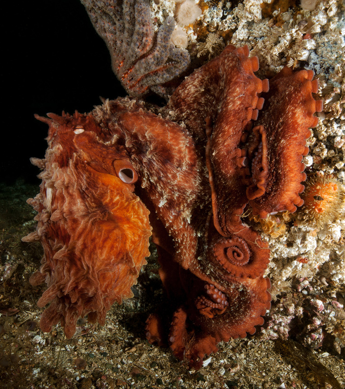 Giant-Pacific-Octopus-Enteroctopus-dofleini-2-web_zpsb5292654.jpg
