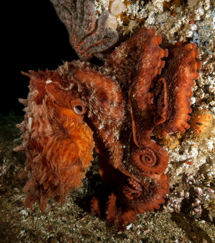 Giant Pacific Octopus, Enteroctopus dofleini.jpg