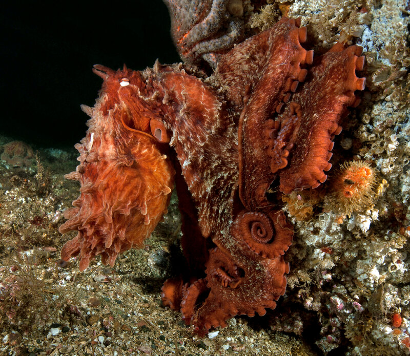 Giant Pacific Octopus, Enteroctopus dofleini.jpg