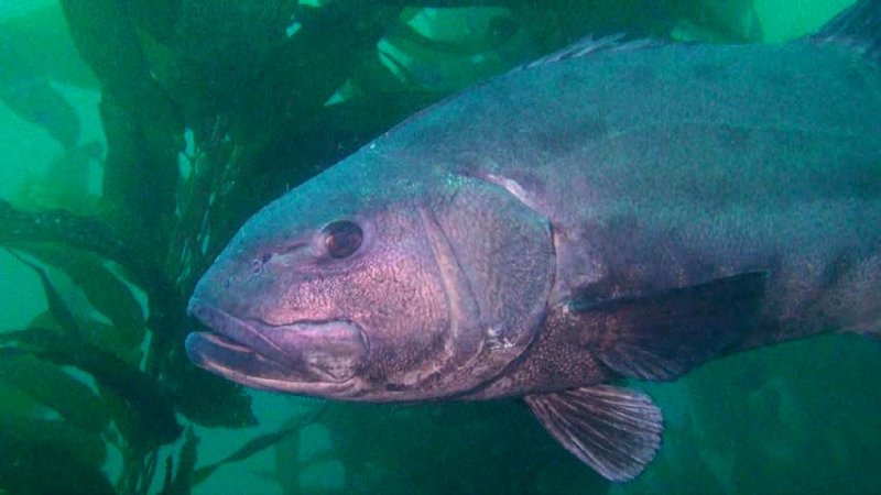 giant sea bass 2016-05-30-bs.jpg