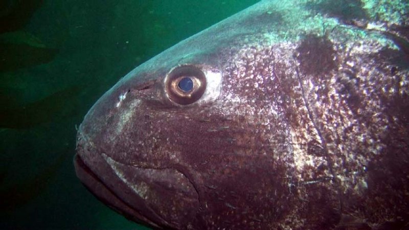 giant sea bass head 2016-05-30-as.jpg