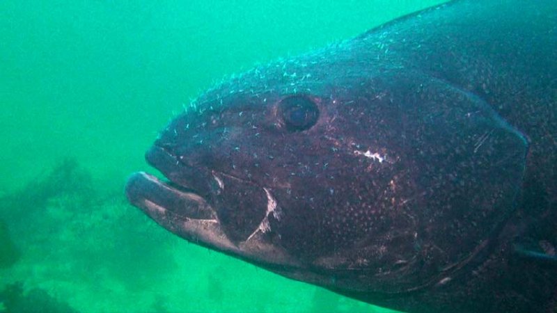 giant sea bass head 2016-05-30-cs.jpg