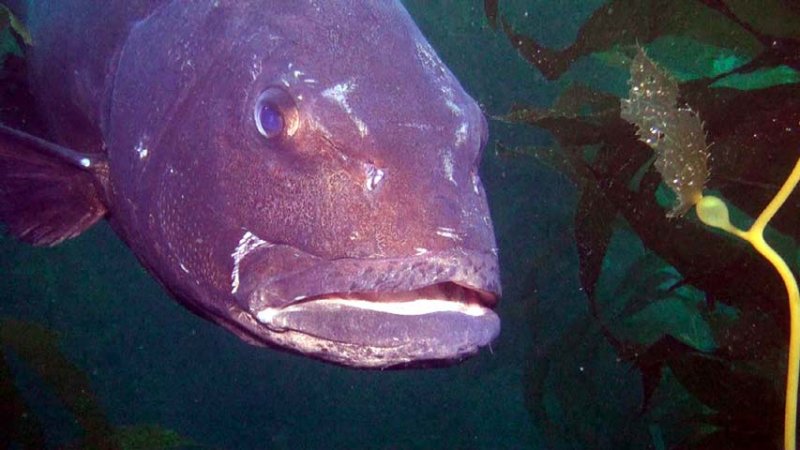giant sea bass head 2016-05-30-fs.jpg