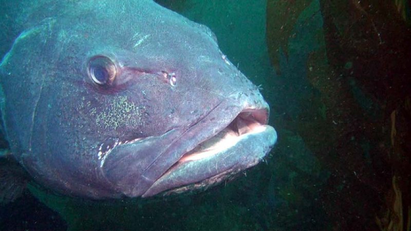 giant sea bass head 2016-05-30-hs.jpg