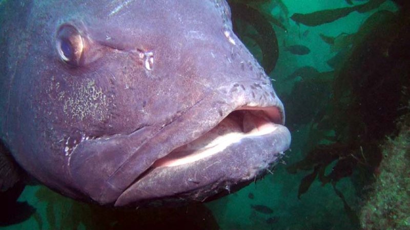 giant sea bass head 2016-05-30-js.jpg
