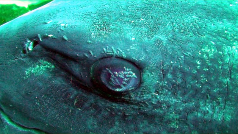 giant sea bass parasites on eye 2007-08-17 IG-as.jpg
