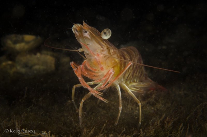 Giant shrimp.jpg
