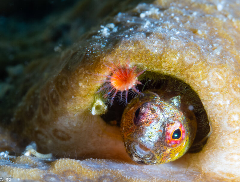 Glass Blenny.jpg Glass Blenny.jpg