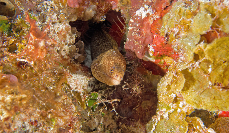 Goldentail Moray eel 001 Coz Oct 2018c.jpg