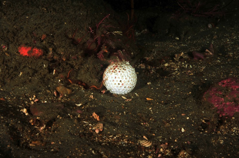 GolfBallReef1_zps45d0fee1.jpg