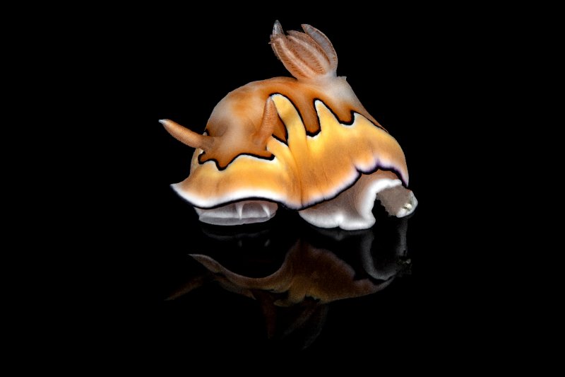Goniobranchus coi DSC_0467.jpg